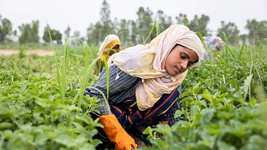 Indian mint farmers in the field.