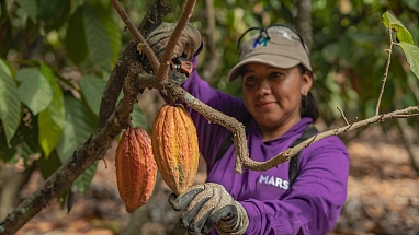 A cocoa farmer tends to a cacao tree. 