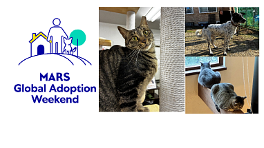 20261009-mars-global-adoption-weekend-2026-report HERO