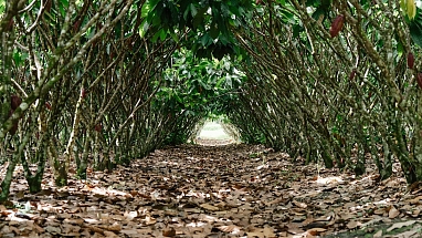 Cacao trees form a shady canopy. 