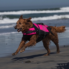 petcare dog