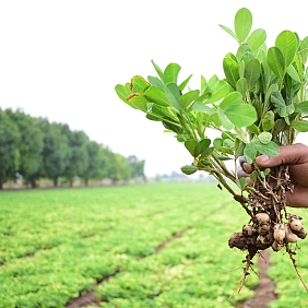 Peanut farmer