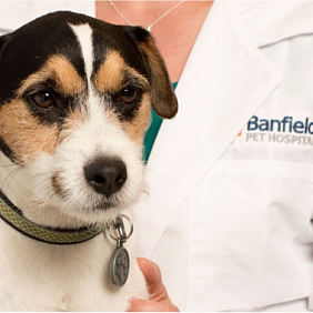 A Banfield Pet Hospital Vet holds a dog
