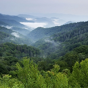 Mist rises over a mountain forest.