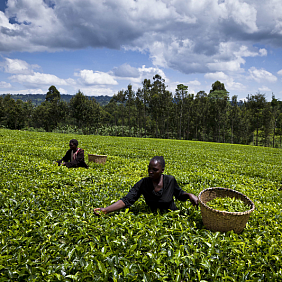 Two farmers in a lush green field harvesting crops without wearing any protective gear.