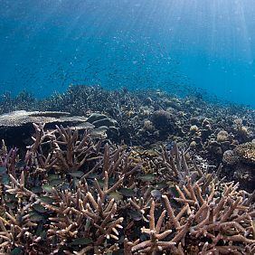  A close-up shot of coral reefs in the ocean. 