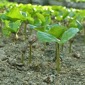 Young coffee plants sprouting