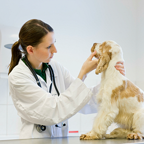 Veterinarian examining a dog