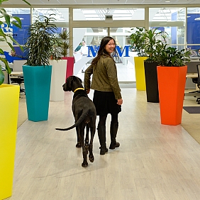 Mars Associate walking with her pet Great Dane in a Mars Petcare corporate office.