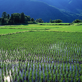 Rice fields ready for harvest