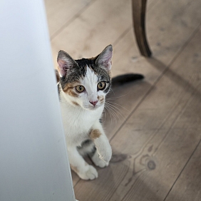 petcare release