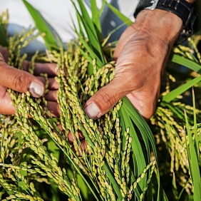 Raising awareness of the importance of ensuring food safety through World Food Safety Day.