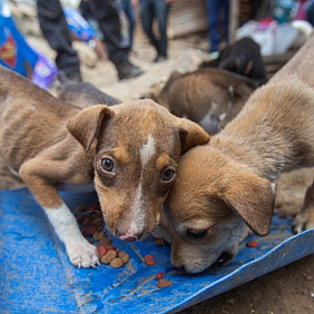 Humane Society International COVID Relief Report 2021