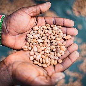 Two hands holding a small pile of grains