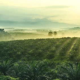 Palm oil farm with rows of palm trees.