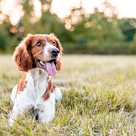 Cannabidiol use in healthy dogs