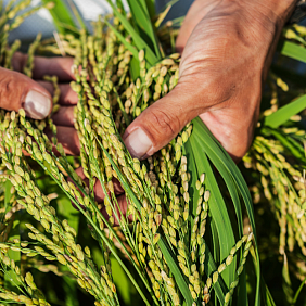Hands holding crops 