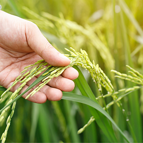 Sustainable rice farming