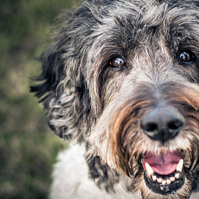 A brown and grey dog