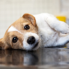 A dog at the vet