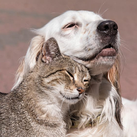A dog and a cat nuzzling each other