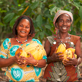 Cocoa Harvest Cote d'Ivoire