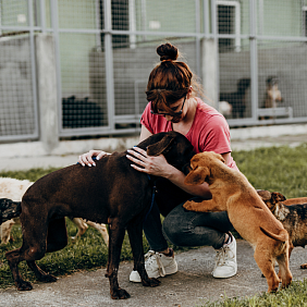 Woman playing with dogs outside at an animal shelter