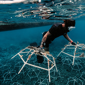 The Big Build - Reef Stars
