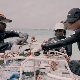 Putting Coral on the Reef Stars