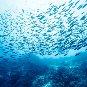 A school of fish in the ocean