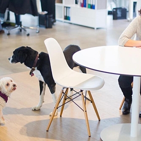 10 Years of Pet-Friendly Offices - Hero Image