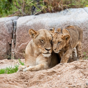 Gemeinsam Arten schützen: The Lion's Share Fund