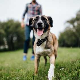 dierenlot en pedigree schieten asielen te hulp