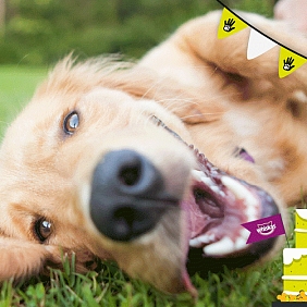 vier een dier met de dierenbescherming en mars petcare
