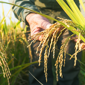 Close up of farmer holding a rice crop