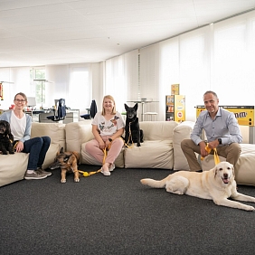 Hunde in Schweizer Büros