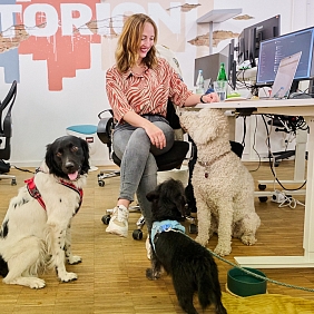 Kollege Hund 2025 Deutscher Tierschutzbund Contorion STIER