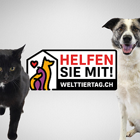 Tierische Love-Stories