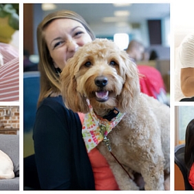 Better Cities for Pets