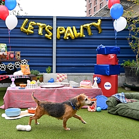 Battersea’s 9-year-old Jack Russell Terrier, celebrates DOGust with decorations, treats, friends, tail wags