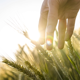 Farmer hand touches heads of wheat plants getty
