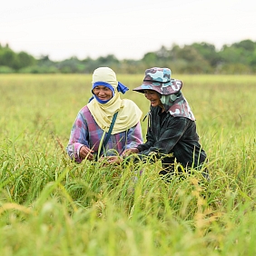 Rice farmers in Thailand