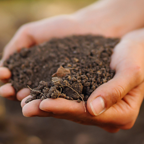 Healthy Soils