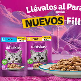 NOVA FILLETS 2026 MX
