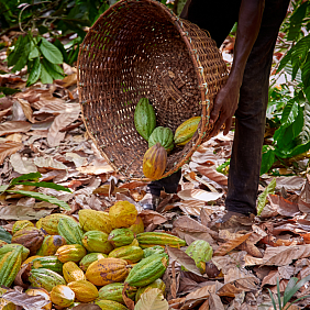 Cocoa pods out of a basket