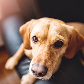 A dog sitting on a person's lap