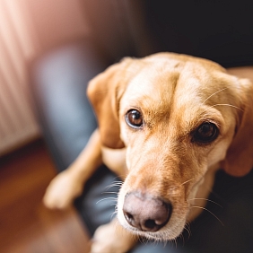 A dog sitting on a person's lap