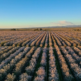 Aerial shot of an almond orchard.