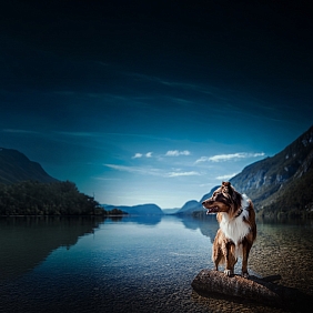 dog in lake