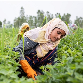 Indian mint farmers in the field.